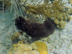 Three Row Sea Cucumber (12